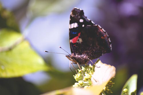 被绘的夫人蝴蝶栖息在叶子选择性聚焦摄影