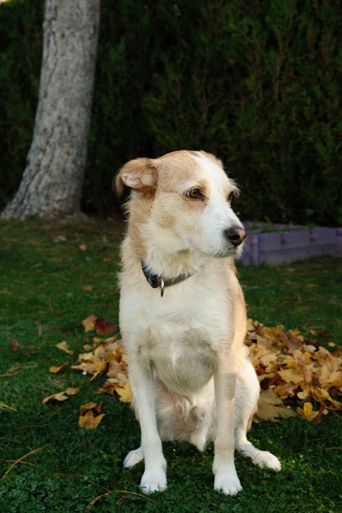 A Cute Dog Sitting on Green Grass