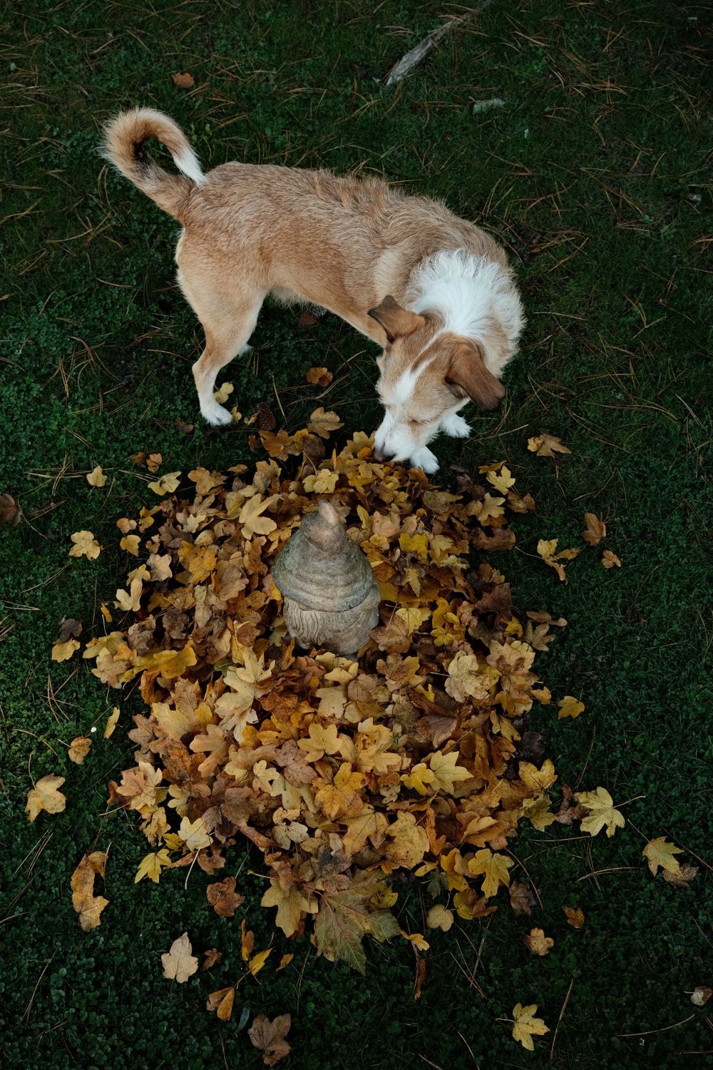 Curious dog sniffing and exploring fallen leaves outdoors