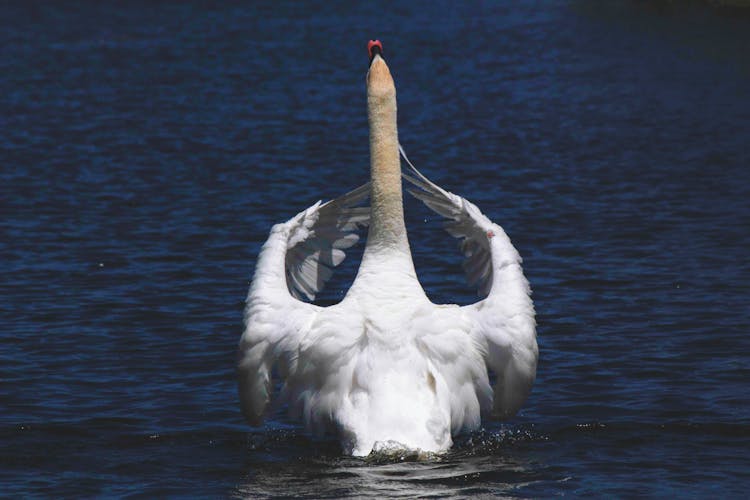 White Swan On Body Of Water