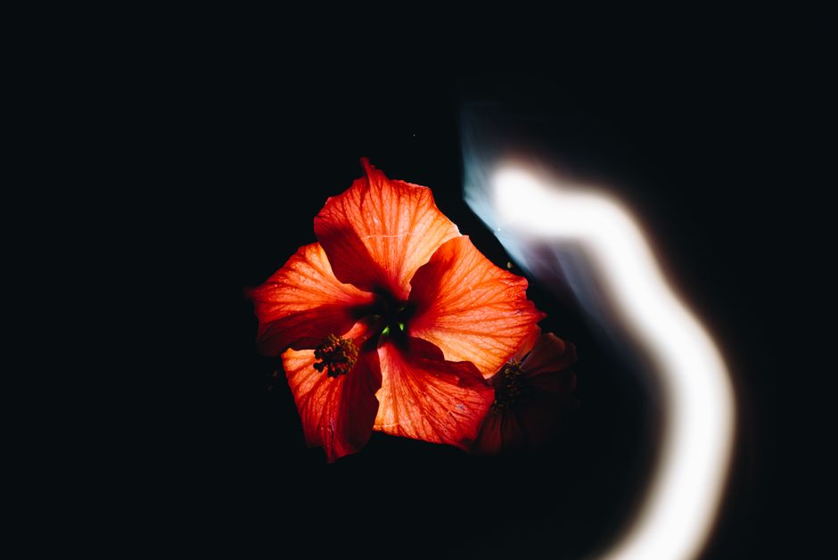 Close-up of a vibrant red hibiscus flower with a captivating backlight effect on a black background.