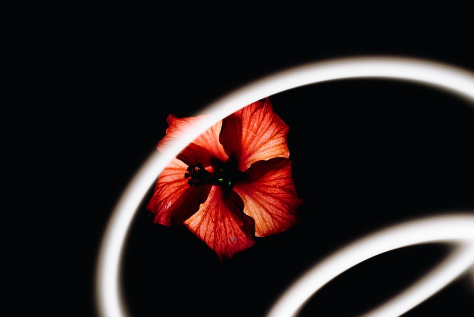 Vivid red hibiscus flower artfully lit against a dark background with light spiral accents.