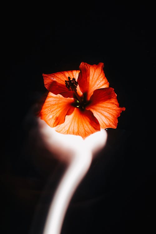 An Orange Hibiscus Illuminated with a Light