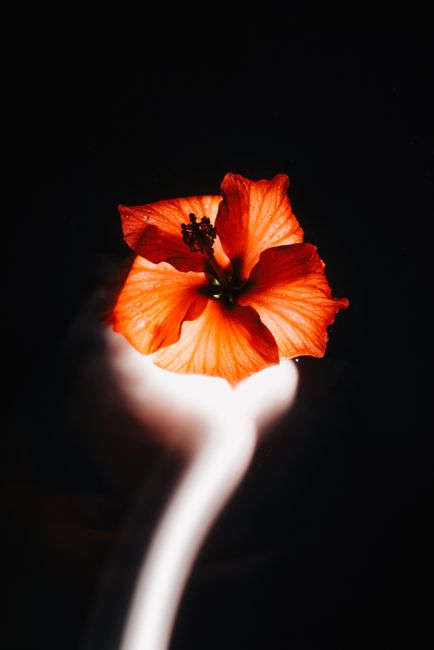 A close-up of a vibrant red hibiscus flower with its stamen prominently displayed, set against a dark background.
