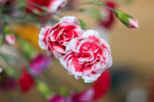 결혼식 꽃, 꽃, 꽃 침대의 무료 스톡 사진