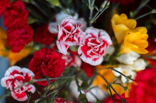 꽃, 꽃 침대, 꽃밭의 무료 스톡 사진