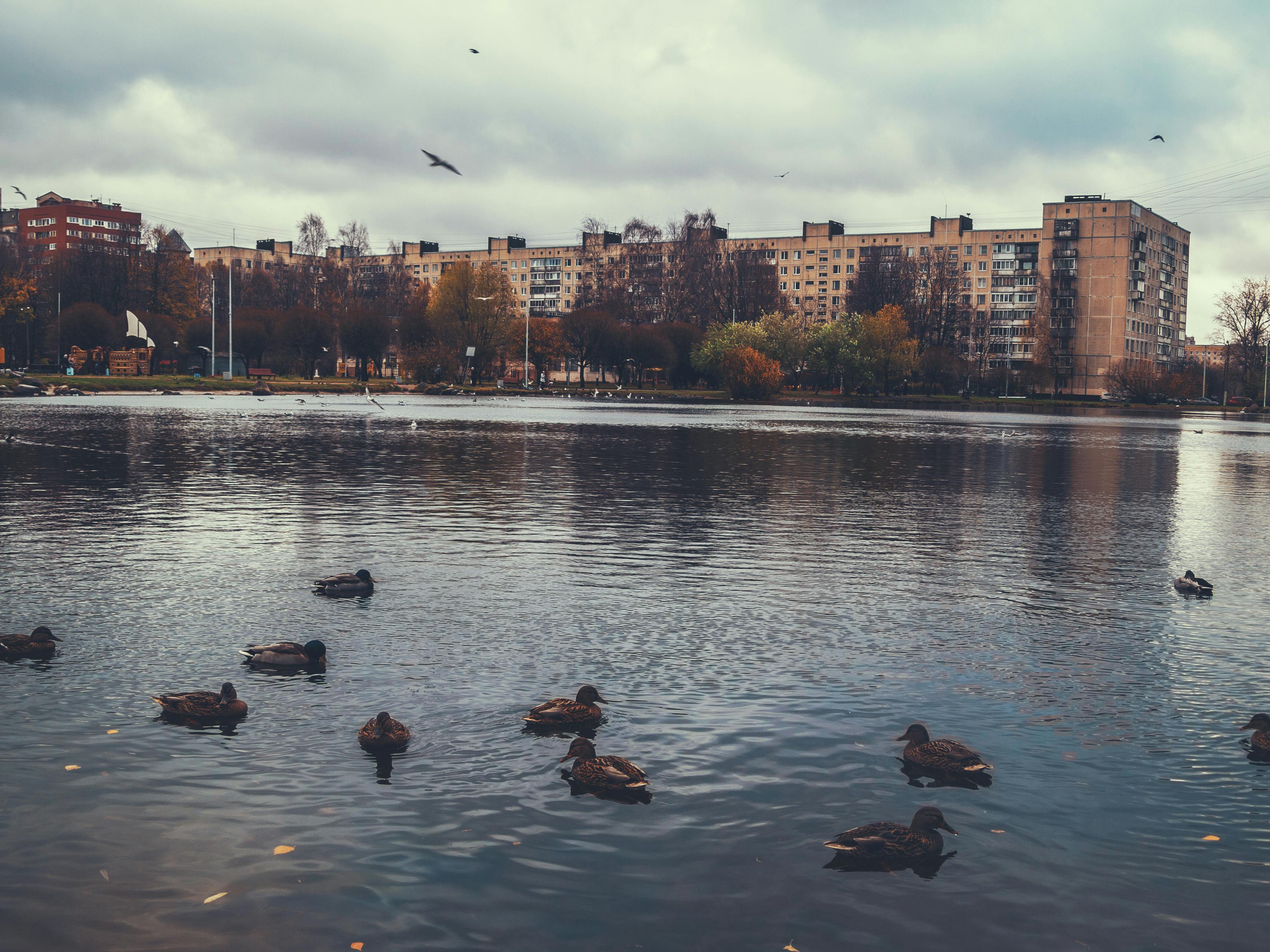 Assortment of Indian sweets including Jalebi and Ladoo