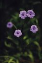 A Purple Flowers in Full Bloom