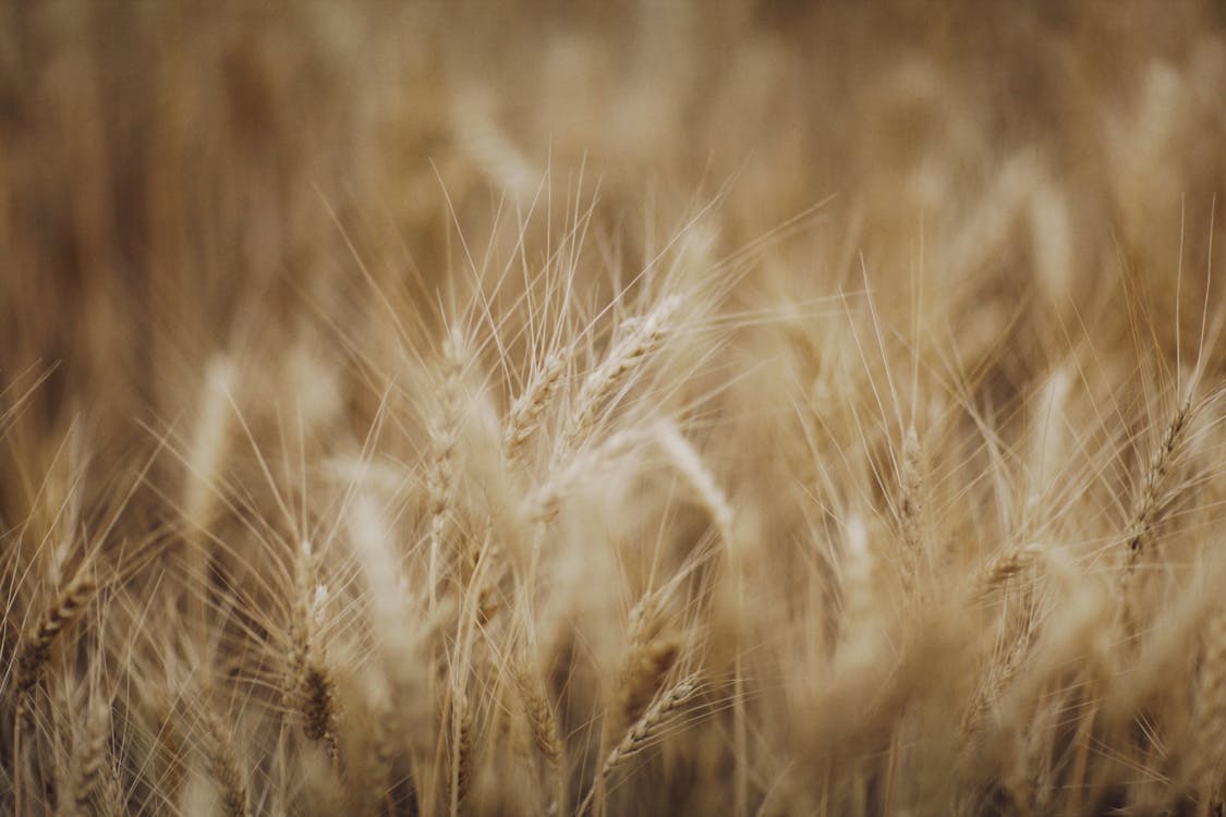 A Close-up Shot of a Brown Wheat Grass