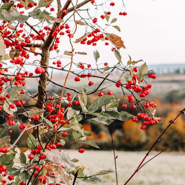 Close-up of red hawthorn berries with green leaves in a scenic outdoor fall landscape.