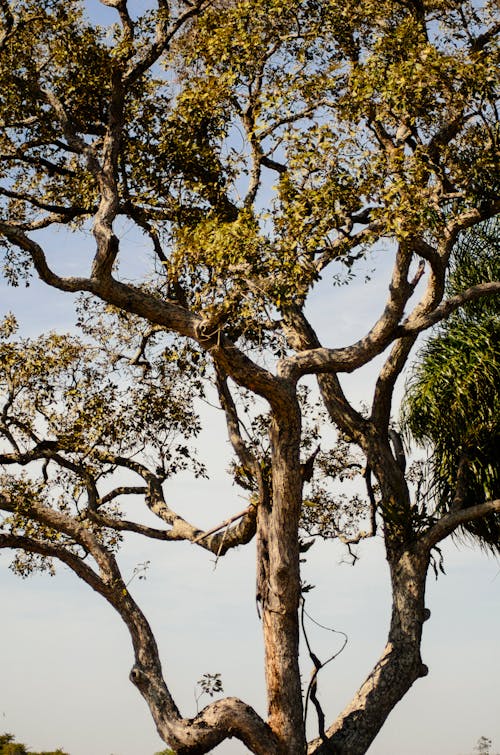 Foto d'estoc gratuïta de arbre, bagul, branques