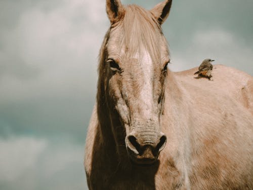 at, at başı, Çiftlik hayvanı içeren Ücretsiz stok fotoğraf