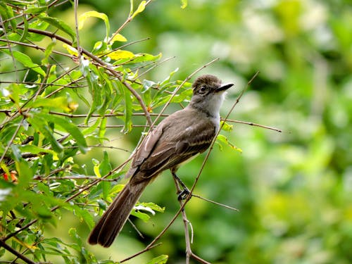 Free A Brown Bird Perched on a Tree Branch Stock Photo