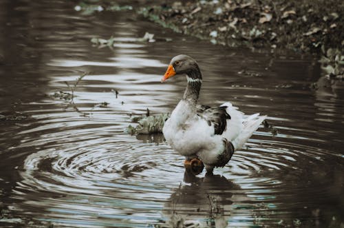 Free White Duck on Water Stock Photo