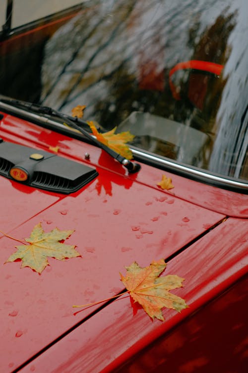 Free Fallen Maple Leaves on the Red Car Stock Photo
