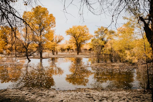 A Growing Trees on the Lake