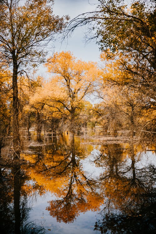 A Growing Trees Near the Body of Water