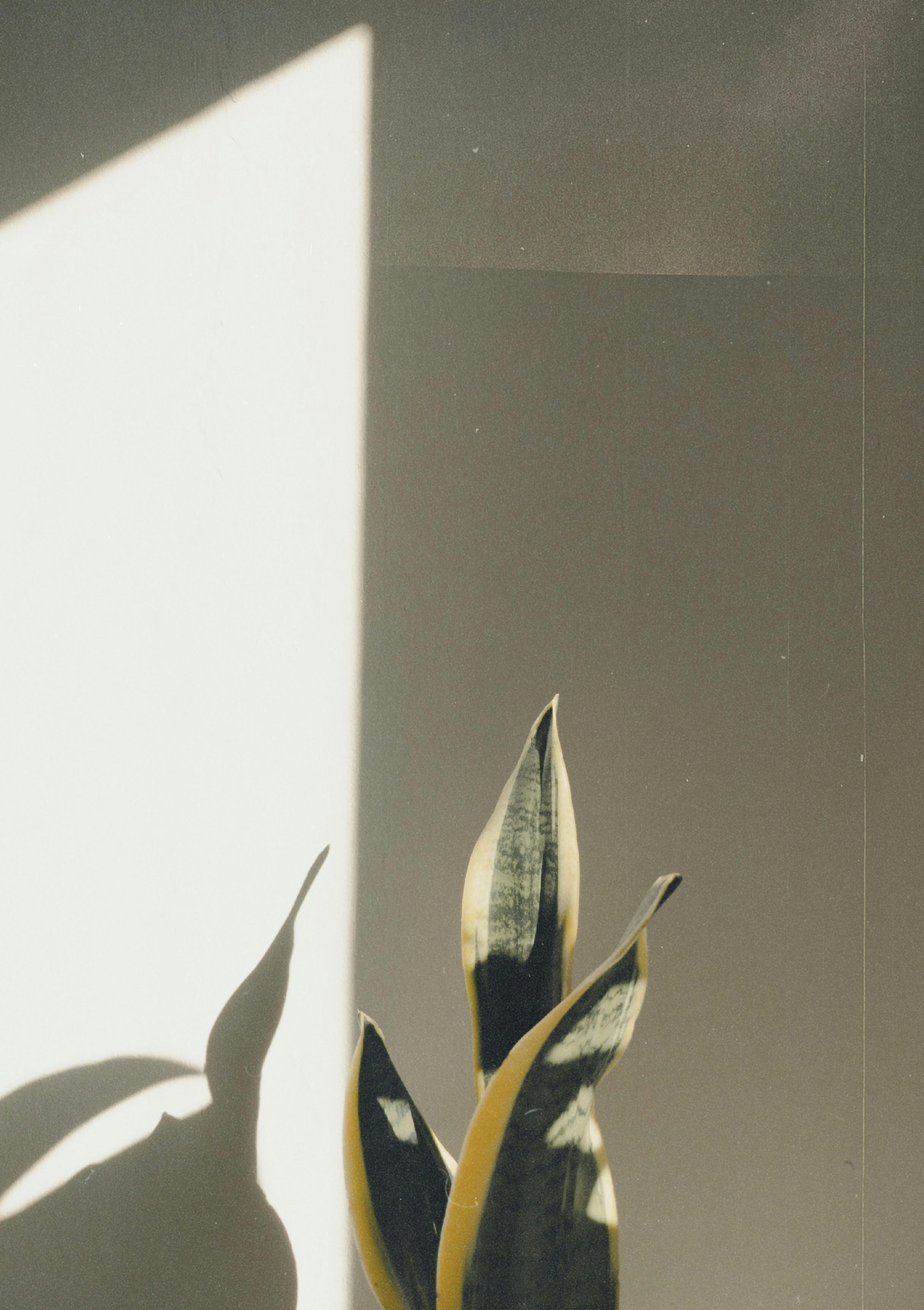 Elegant snake plant casting dramatic shadows on a minimalist indoor wall.