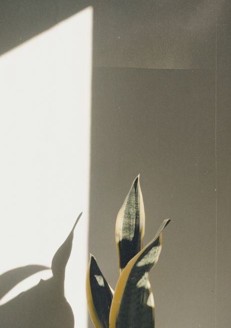Elegant snake plant casting dramatic shadows on a minimalist indoor wall.