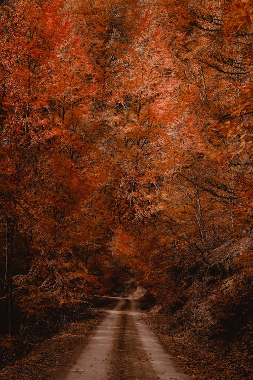 Orange Leaves of Trees on a Forest