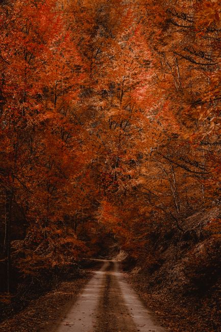 Serene autumn forest scene with vibrant orange leaves and an inviting unpaved path.