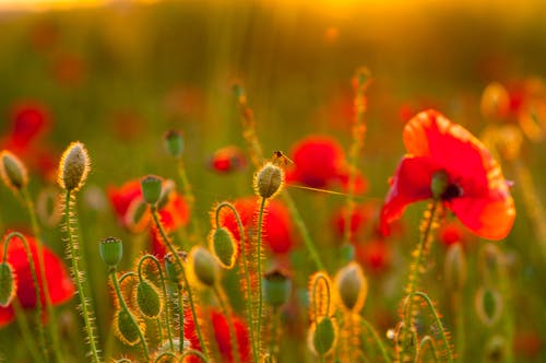 Foto stok gratis berbunga, bidang, bunga poppy merah