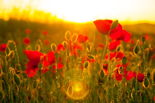 A lush, sunlit field of vibrant red poppies immersed in golden sunset light, showcasing nature's beauty.