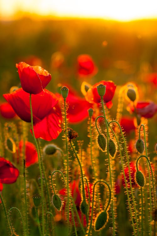 Gratis lagerfoto af flora, lodret skud, røde blomster