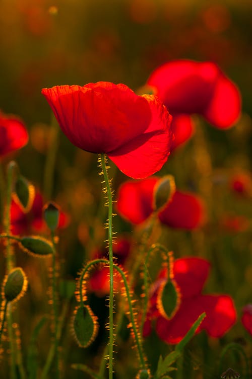 Bezpłatne Darmowe zdjęcie z galerii z czerwone kwiaty, delikatny, fotografia makro Zdjęcie z galerii