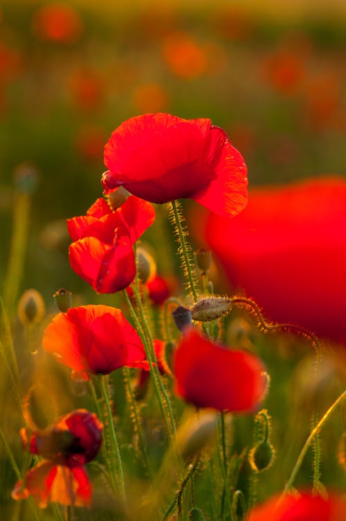 Red Flowers and Buds