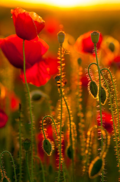 Bezpłatne Darmowe zdjęcie z galerii z czerwone kwiaty, delikatny, fotografia makro Zdjęcie z galerii