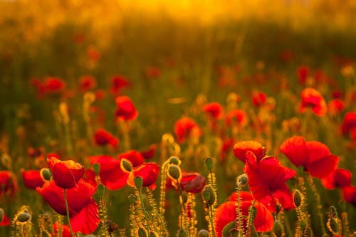Immagine gratuita di boccioli di fiori, campo, erba