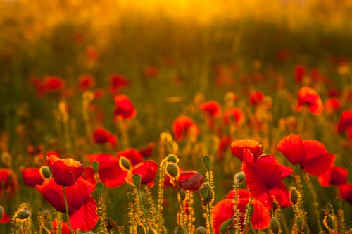 Blooming Red Flowers on Field