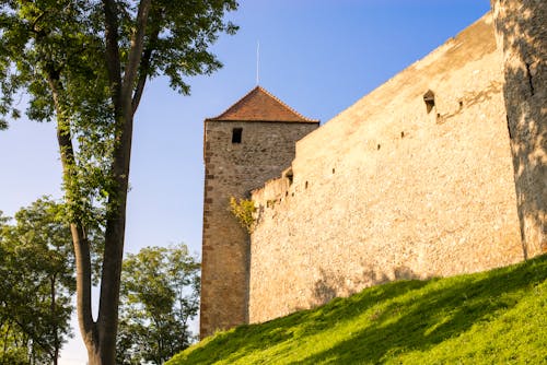 A Concrete Fortress near the Tree