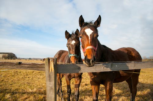 Free A Brown Horses Near the Wooden Fence Stock Photo
