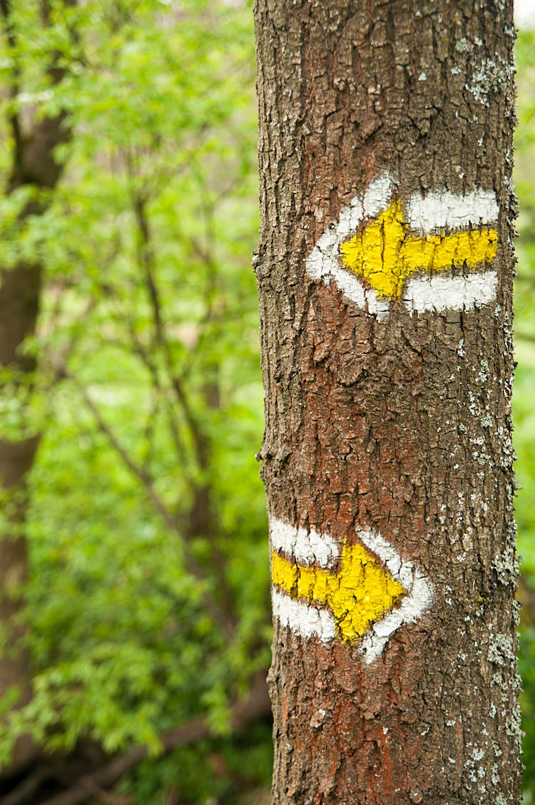 Arrows Painted On A Tree Trunk