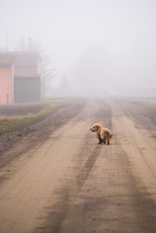 A Dog on the Road · Free Stock Photo
