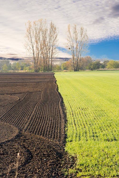 갈색 토양, 농경지, 농업의 무료 스톡 사진