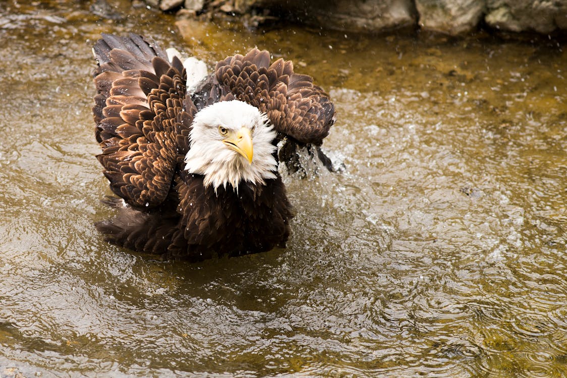 An Eagle on the Water