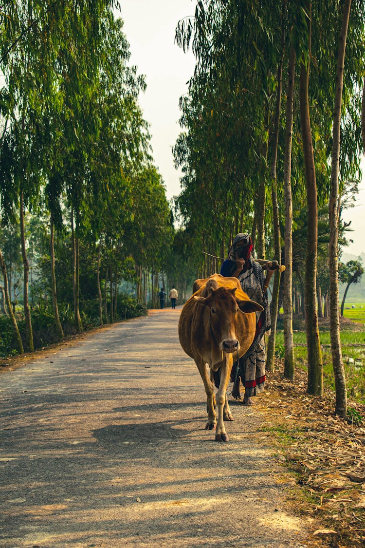 Woman Leading A Zebu Down A Road