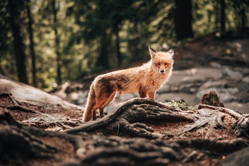 Photograph of a Red Fox