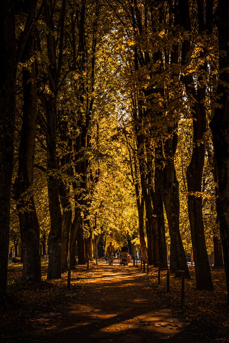 Play Of Light And Shadow On Alley In Park