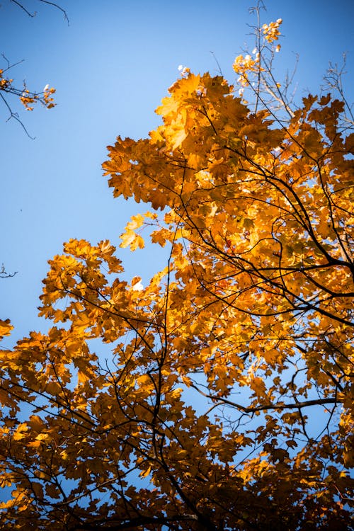 무료 가지, 나뭇잎, 수직 쐈어의 무료 스톡 사진