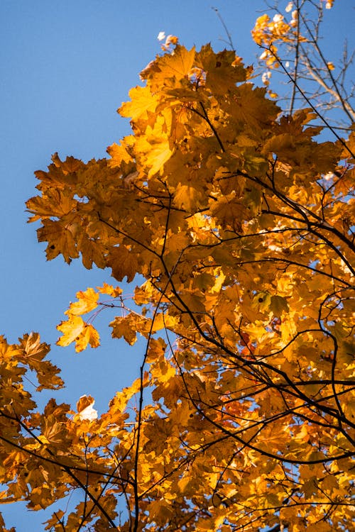 カエデ, 垂直ショット, 秋の無料の写真素材