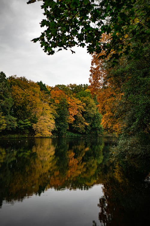 Autumn Trees Reflection in Water