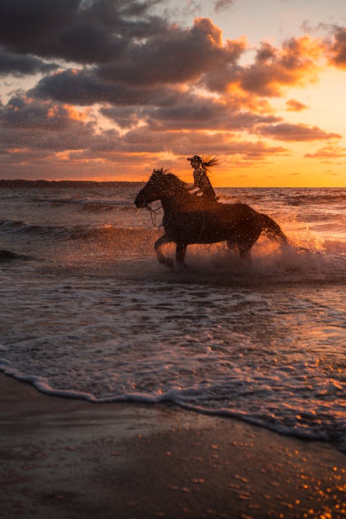 Gratis lagerfoto af equus, hest, hovdyr