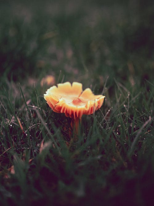 An Orange Mushroom Growing on Green Grass