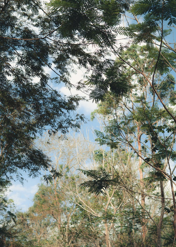 Crowns Of Evergreen Trees In Forest