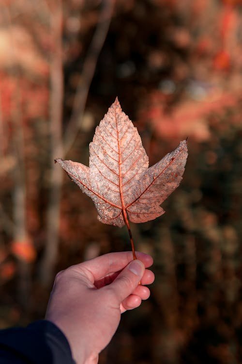 Free A Person Holding a Maple Leaf Stock Photo