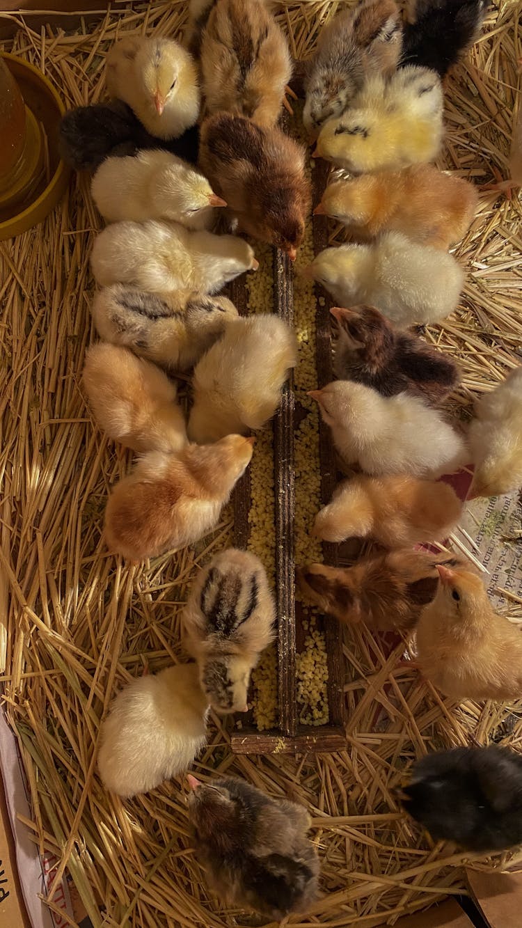 Yellow And Brown Chicks Eating Feeds